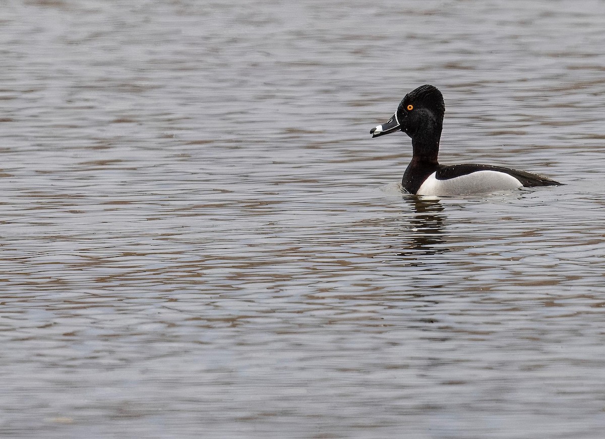 Ring-necked Duck - Cynthia McAllister