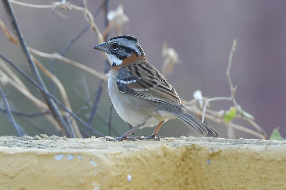 Rufous-collared Sparrow - Bart Wickel
