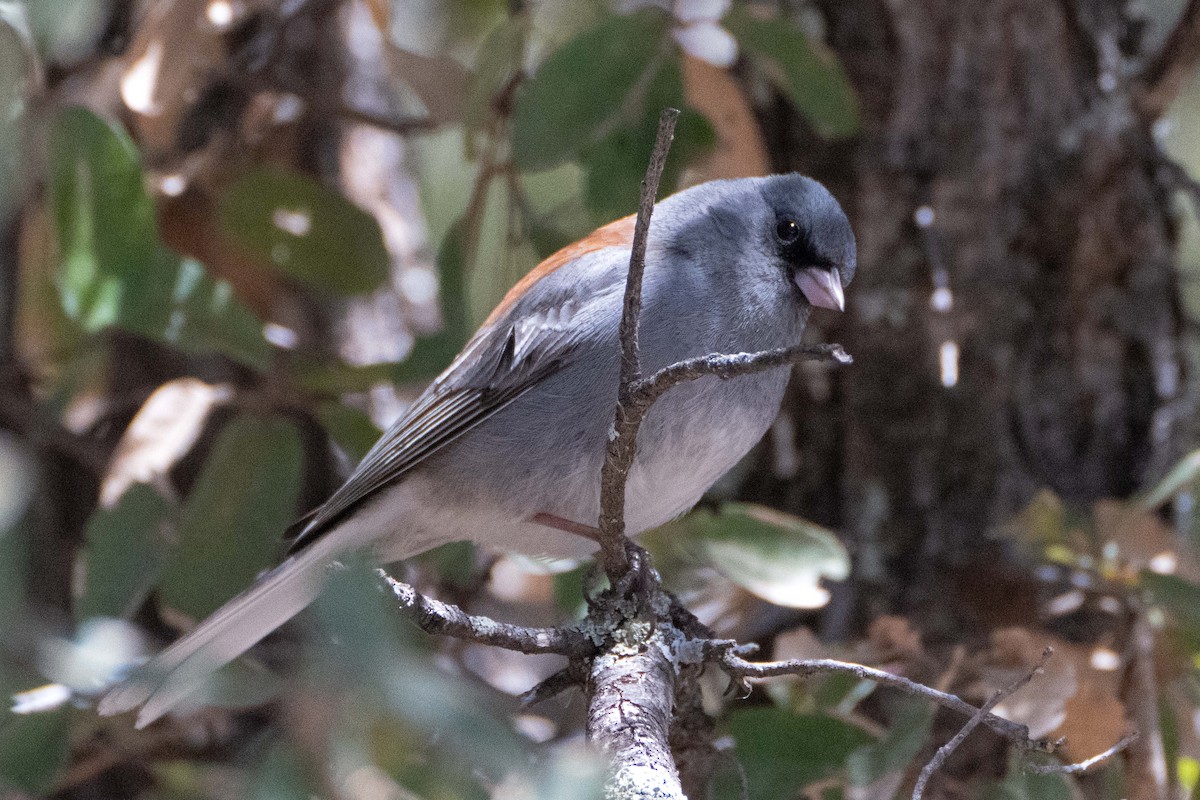 Junco Ojioscuro (caniceps) - ML617118296