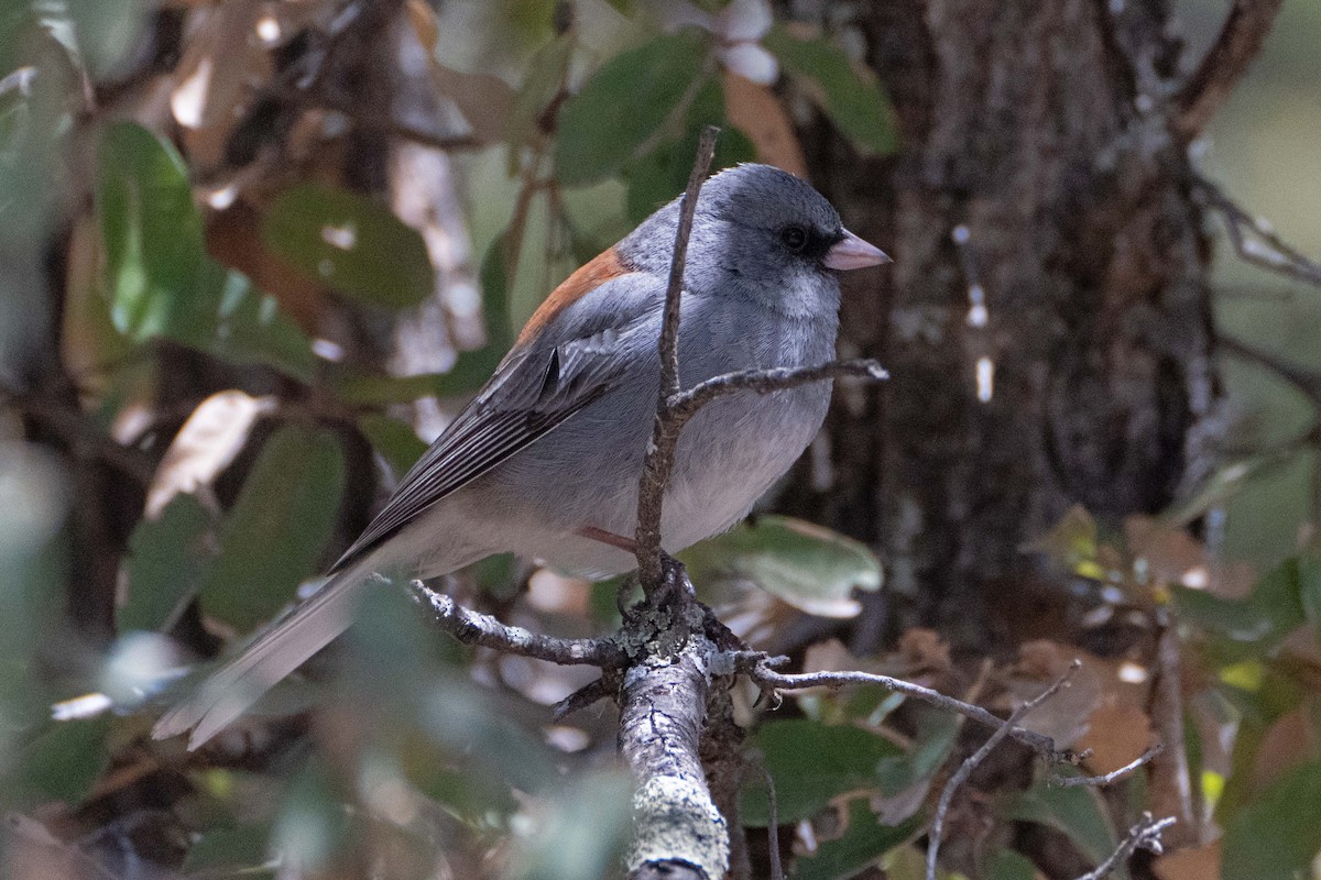 Junco ardoisé (caniceps) - ML617118297