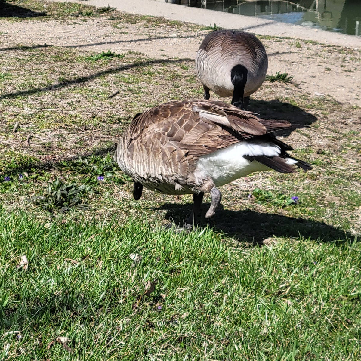 Canada Goose - ML617118313