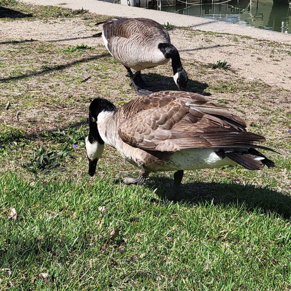 Canada Goose - ML617118314