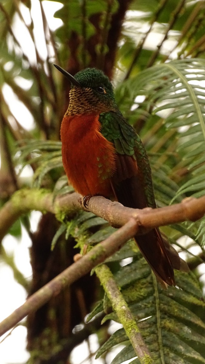 kolibřík peruánský - ML617118318