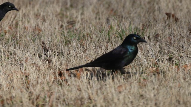 Common Grackle - ML617118323