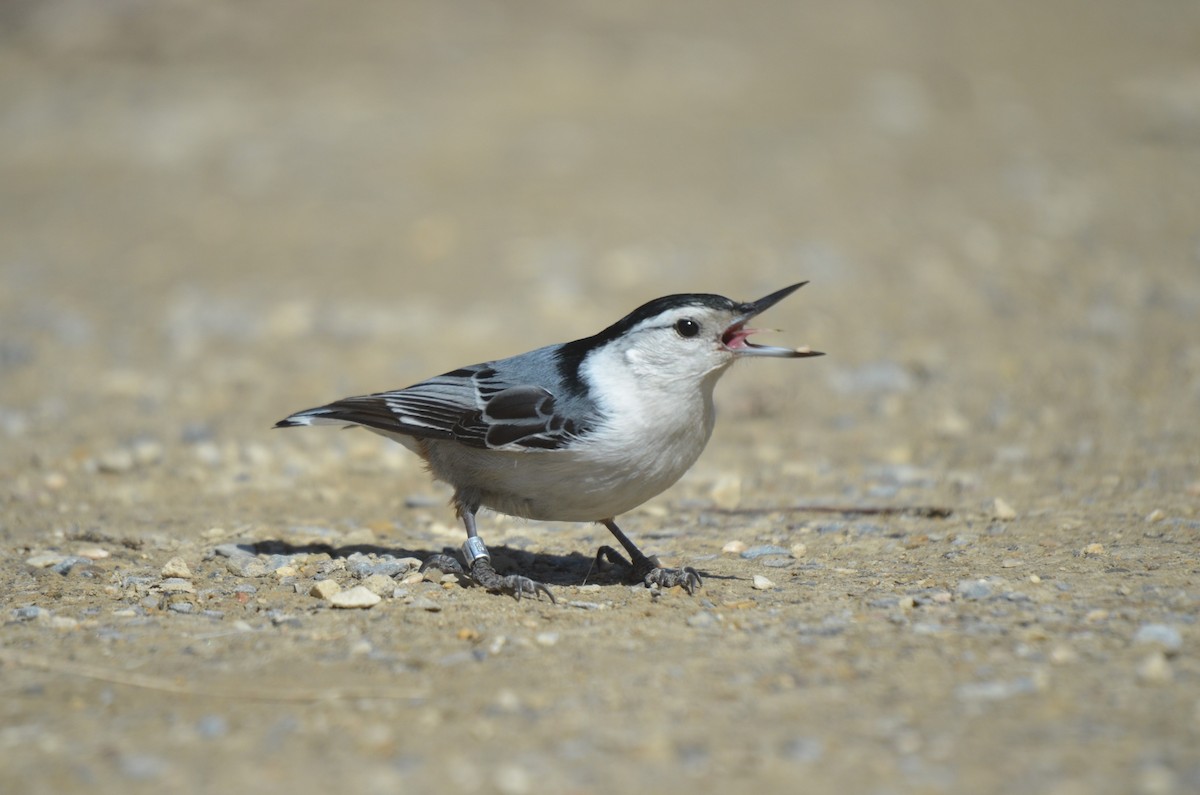 White-breasted Nuthatch - ML617118340