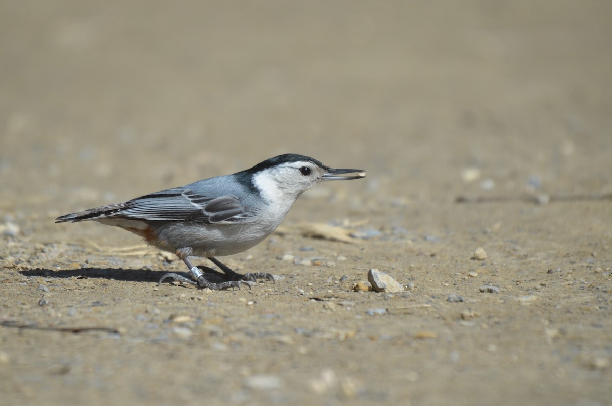 White-breasted Nuthatch - ML617118375