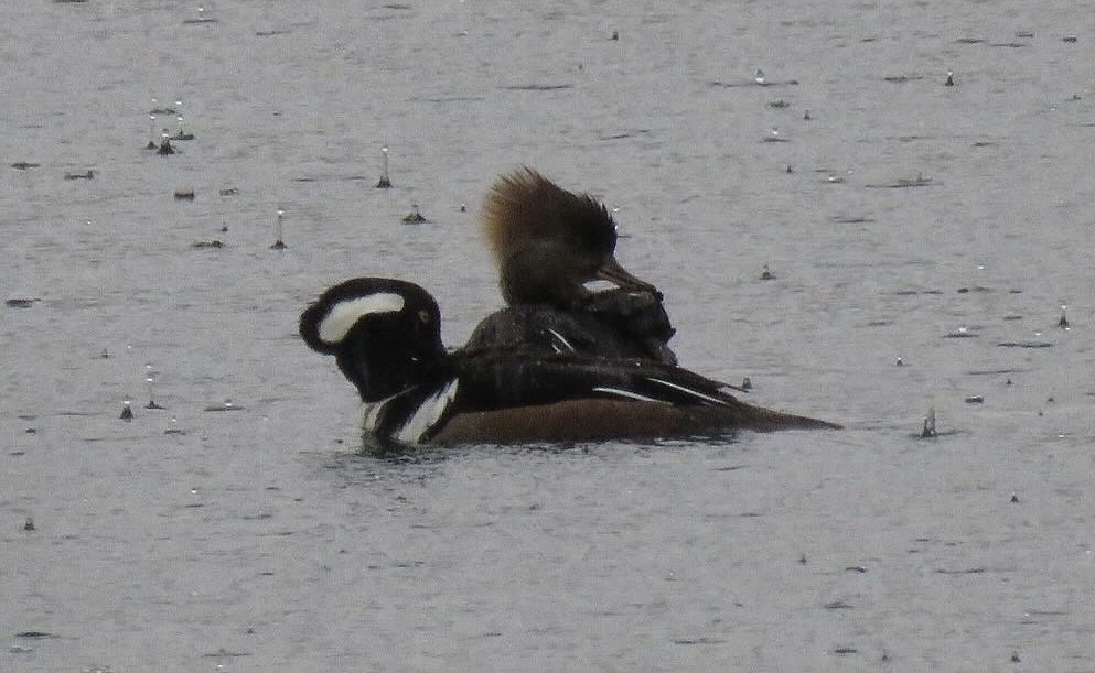 Hooded Merganser - Jamie Schultz