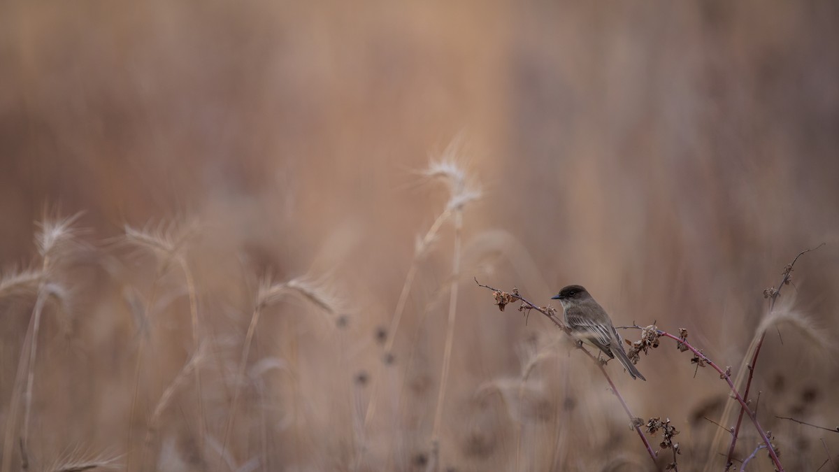 Eastern Phoebe - ML617118383