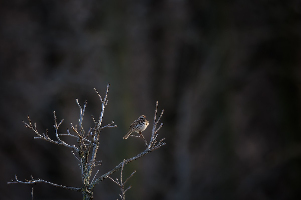 Song Sparrow - ML617118395