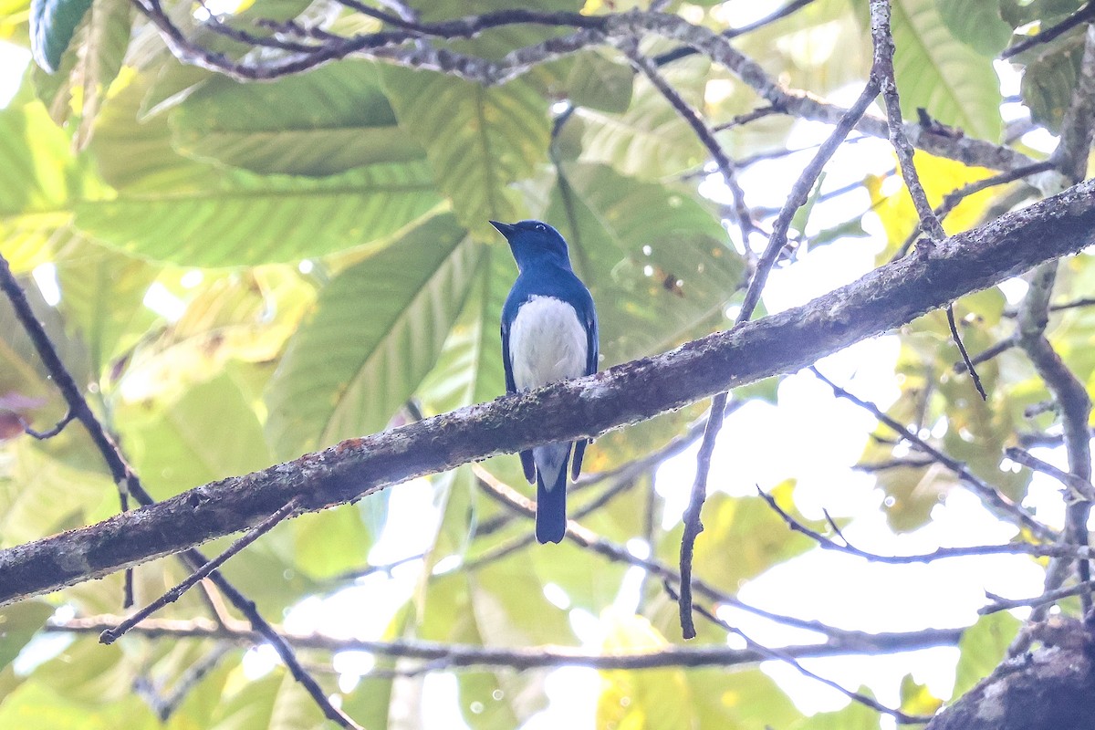 Zappey's Flycatcher - ML617118399