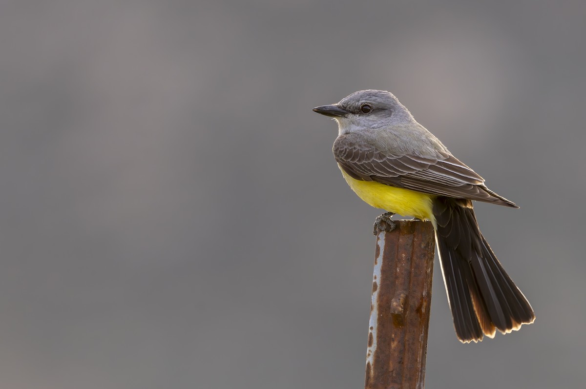 Western Kingbird - ML617118410