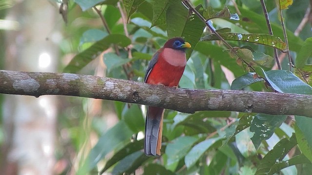 Трогон філіпінський - ML617118441