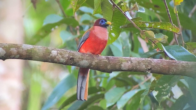 Трогон філіпінський - ML617118442