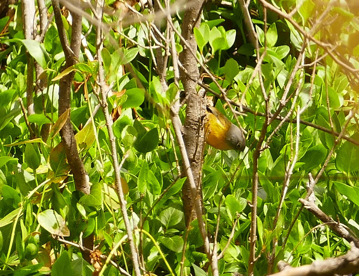 Nashville Warbler - ML617118456