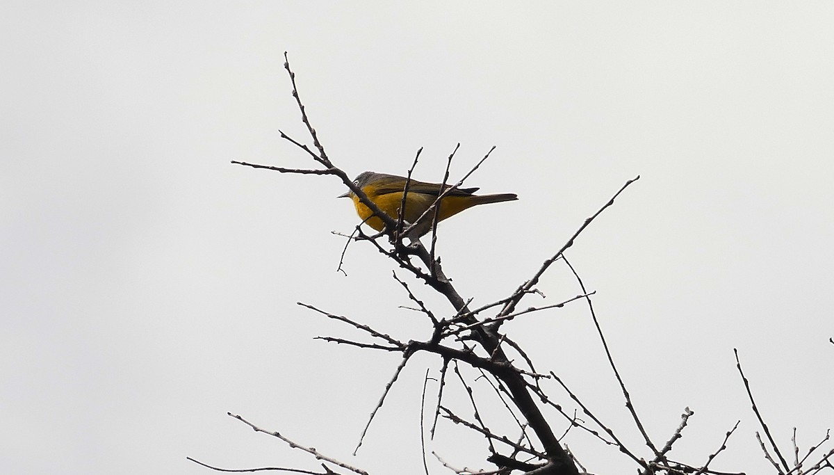 Nashville Warbler - ML617118465