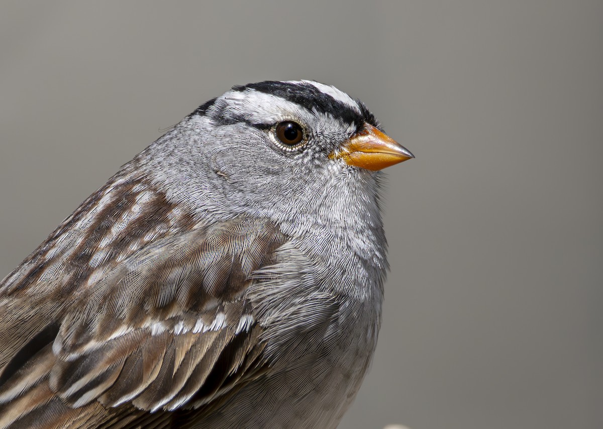White-crowned Sparrow - ML617118466