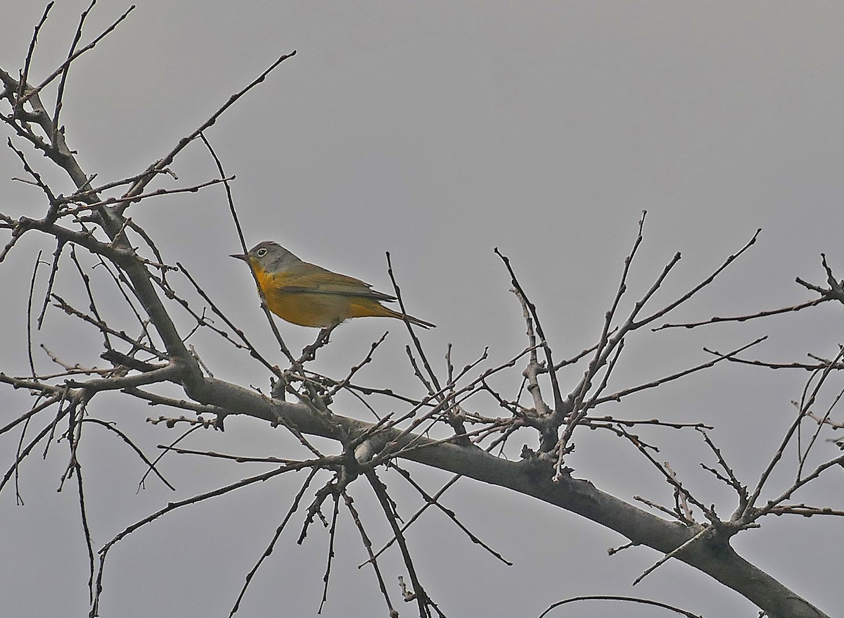 Nashville Warbler - ML617118469