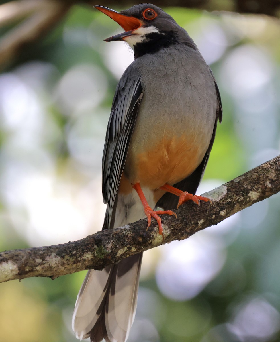 Red-legged Thrush - Cheryl Rosenfeld