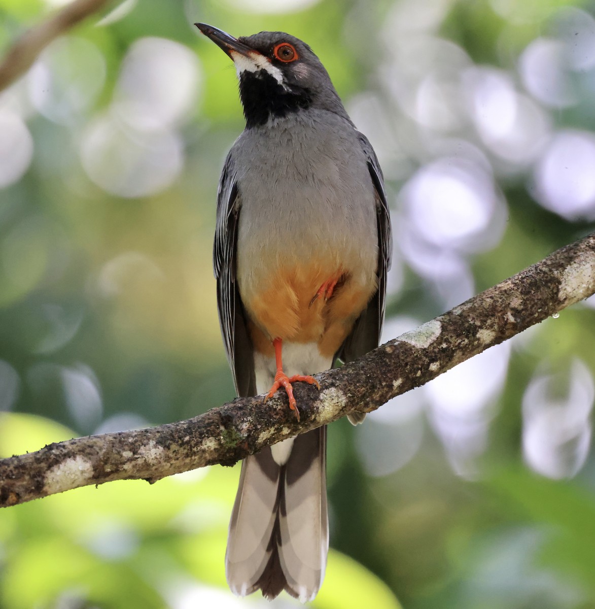 Red-legged Thrush - Cheryl Rosenfeld