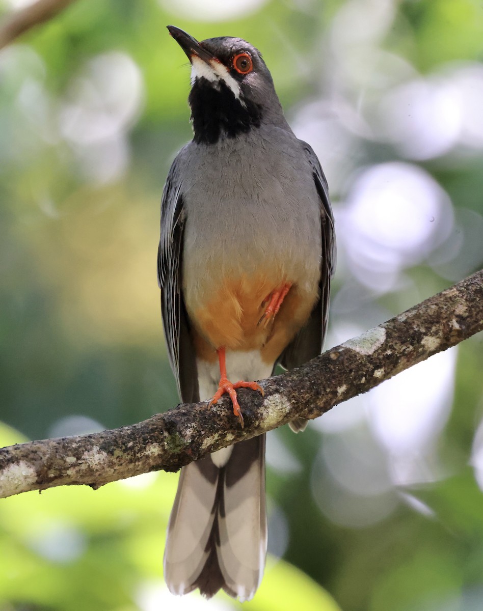 Red-legged Thrush - Cheryl Rosenfeld