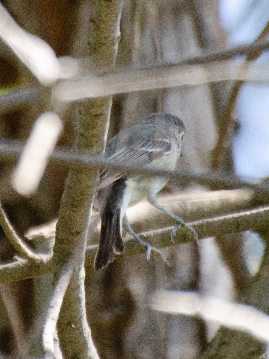 Cassin's/Plumbeous Vireo - ML617118504