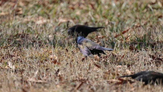 Common Grackle - ML617118527