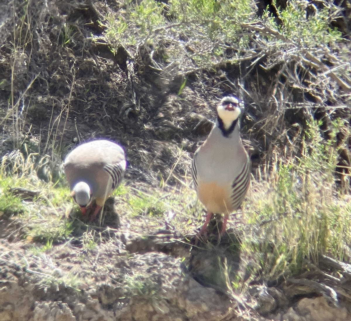 Chukar - Brandon Sullivan