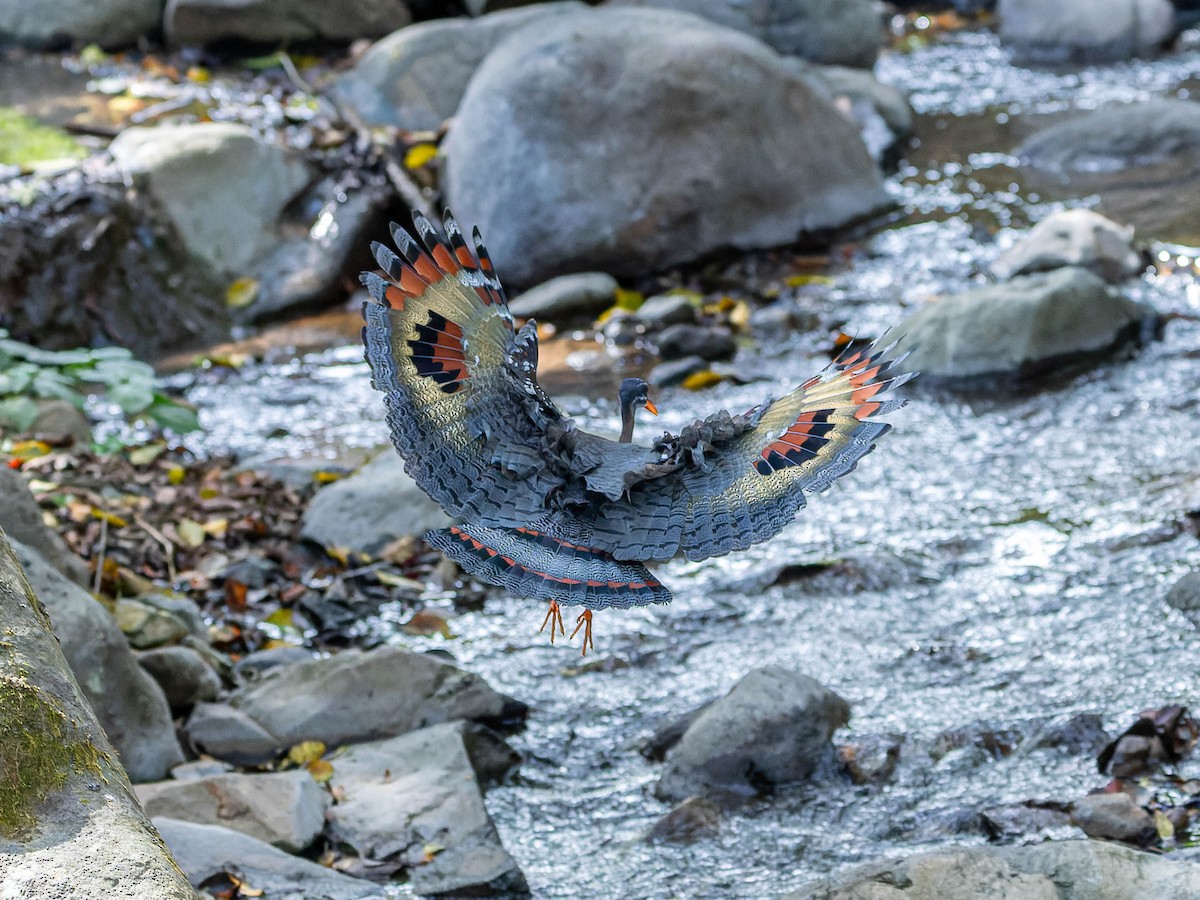 Sunbittern - ML617118551