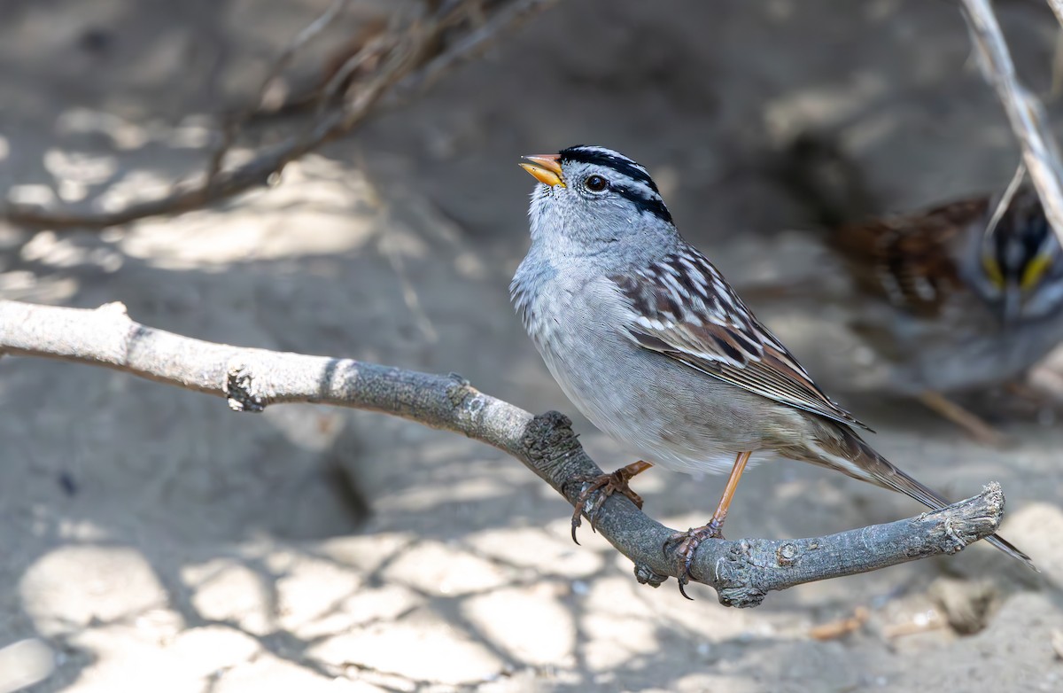 White-crowned Sparrow - ML617118566