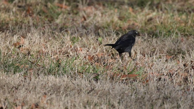 Rusty Blackbird - ML617118629