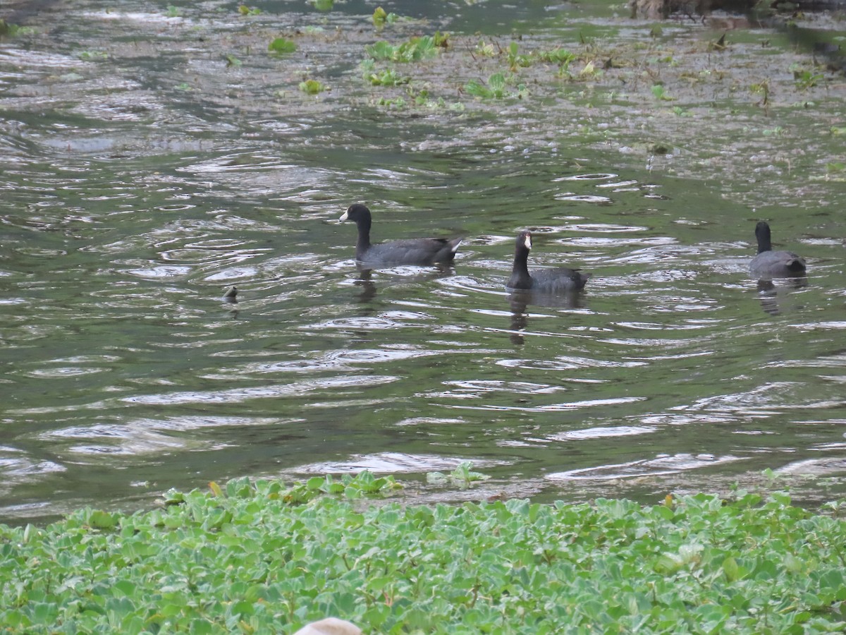 American Coot - ML617118637