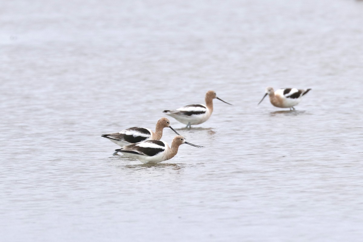 American Avocet - ML617118643