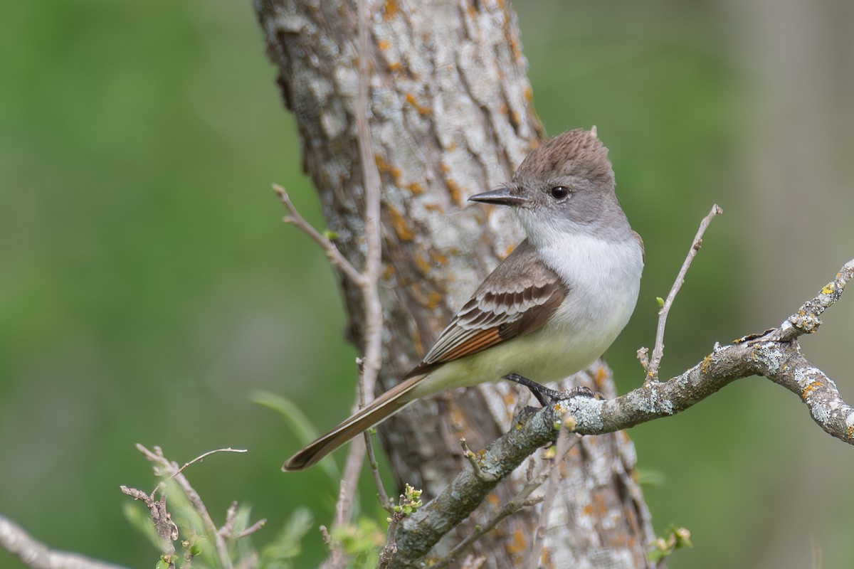 Ash-throated Flycatcher - Richard Rulander