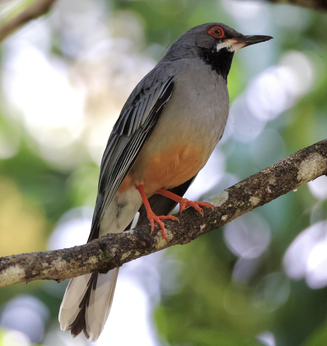 Red-legged Thrush - Cheryl Rosenfeld