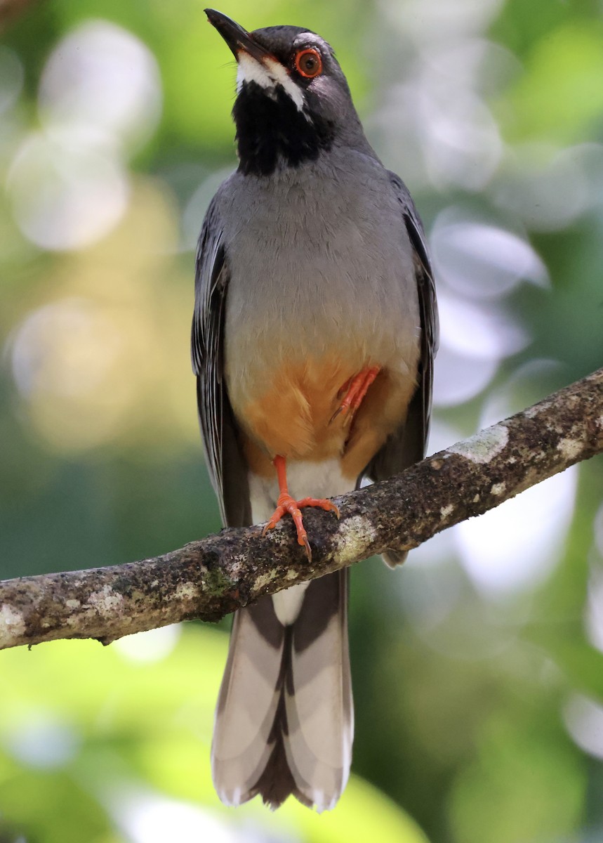 Red-legged Thrush - Cheryl Rosenfeld