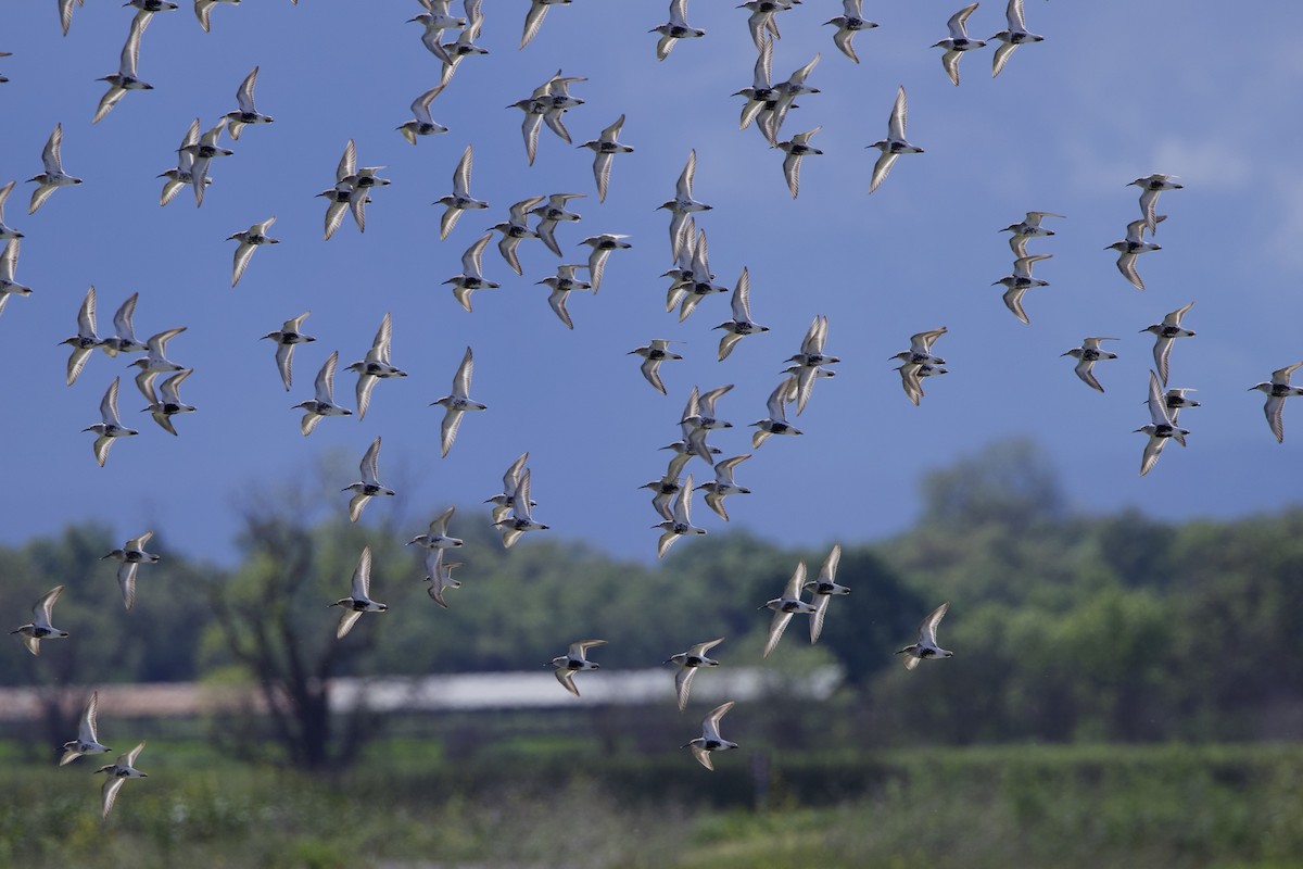 Dunlin - Rachel Lawrence