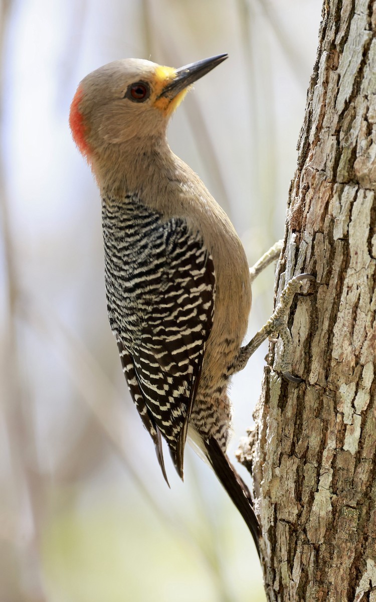 Yucatan Woodpecker - Jeff Skevington