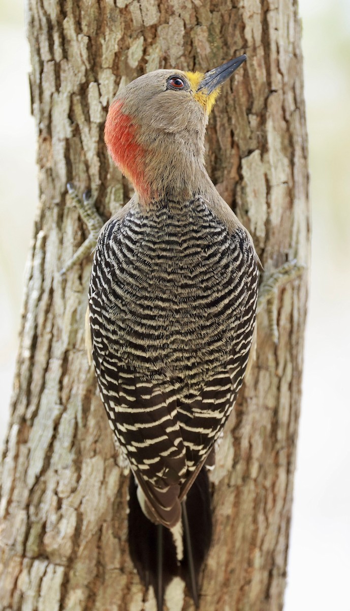Yucatan Woodpecker - Jeff Skevington
