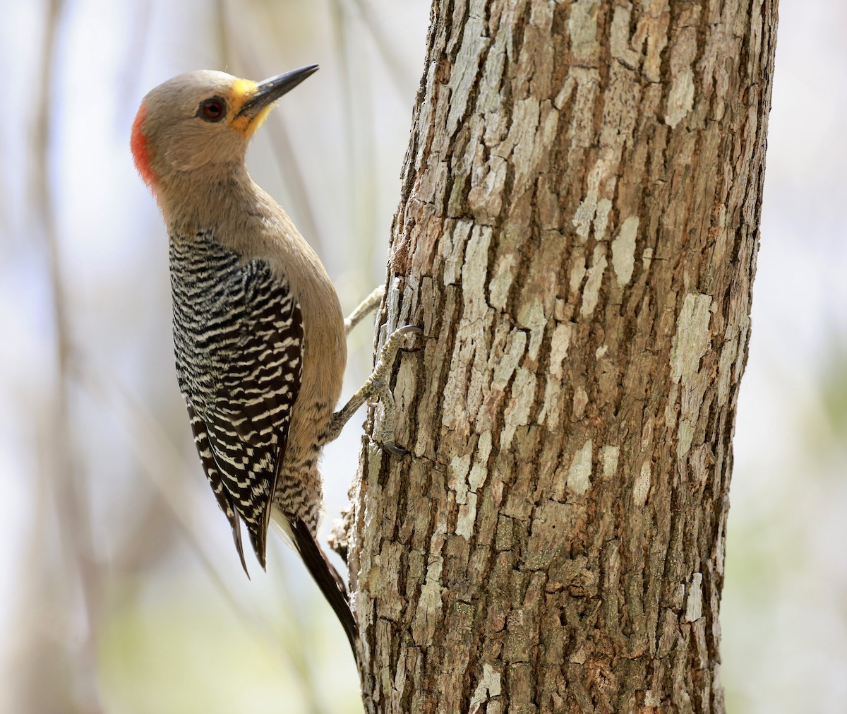 Yucatan Woodpecker - Jeff Skevington