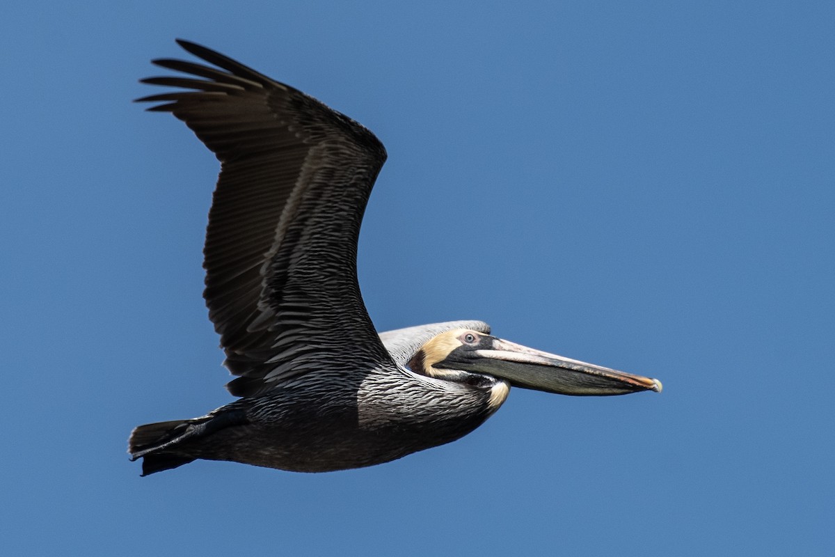 Brown Pelican - ML617118768