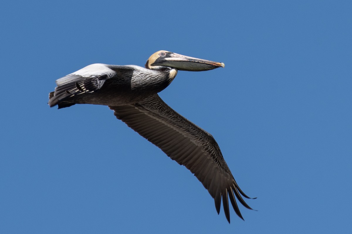 Brown Pelican - ML617118769