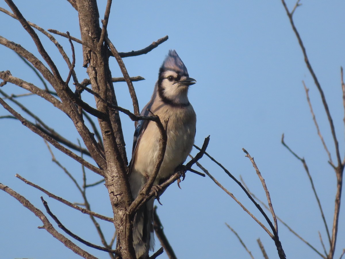 Blue Jay - ML617118773