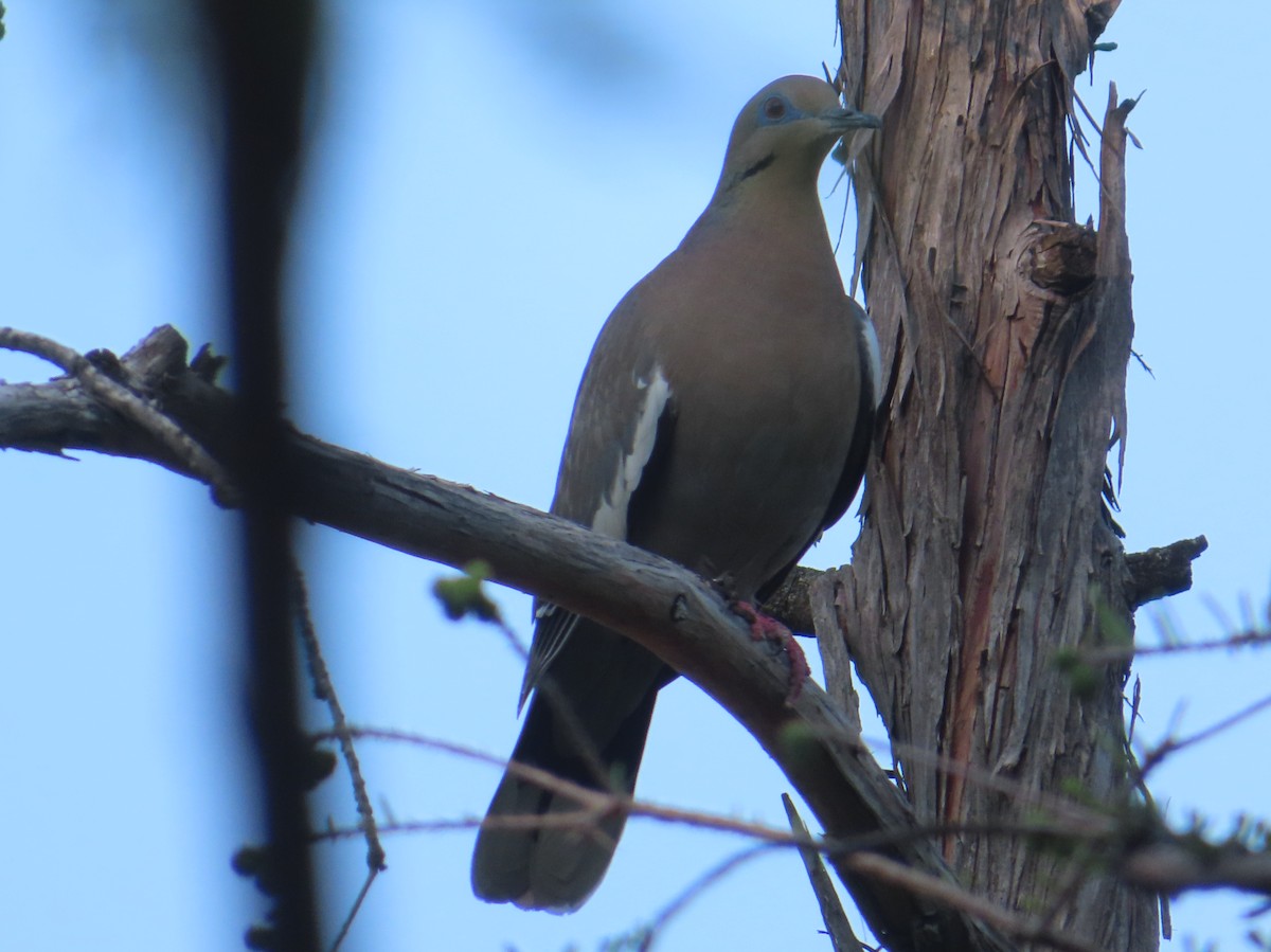 White-winged Dove - ML617118776