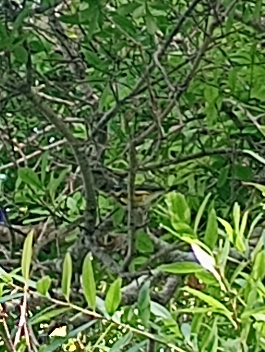 Magnolia Warbler - ML617118781