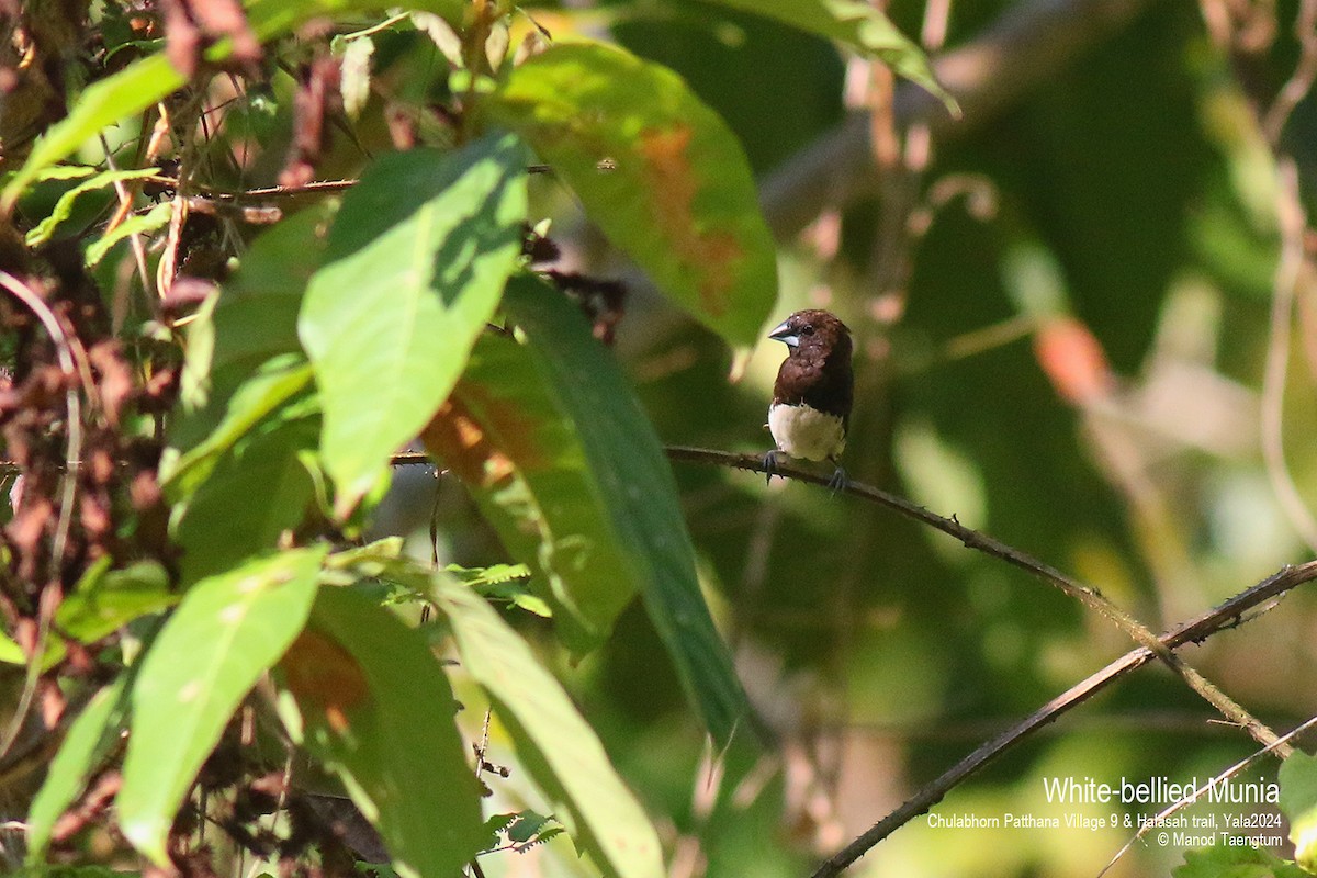 White-bellied Munia - ML617118849