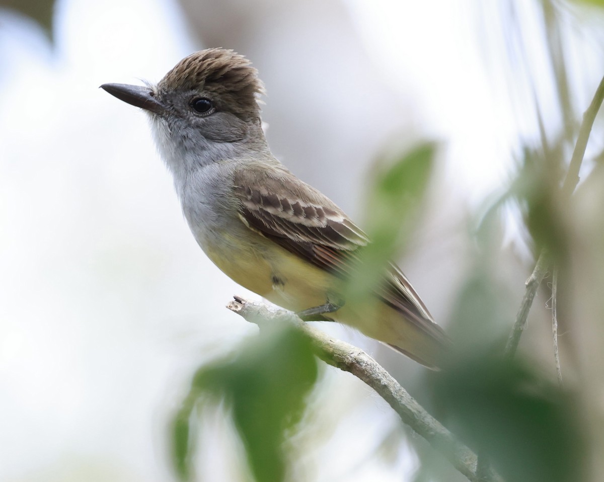 Brown-crested Flycatcher - Jeff Skevington