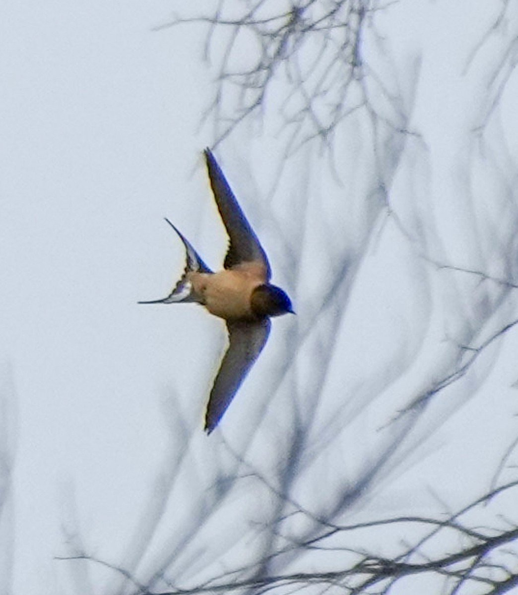 Barn Swallow - ML617118897