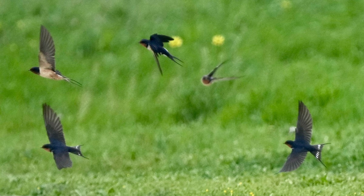 Barn Swallow - ML617118898