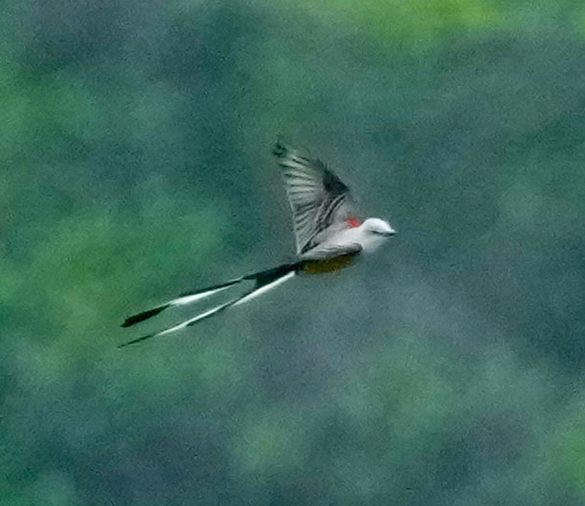 Scissor-tailed Flycatcher - ML617118909