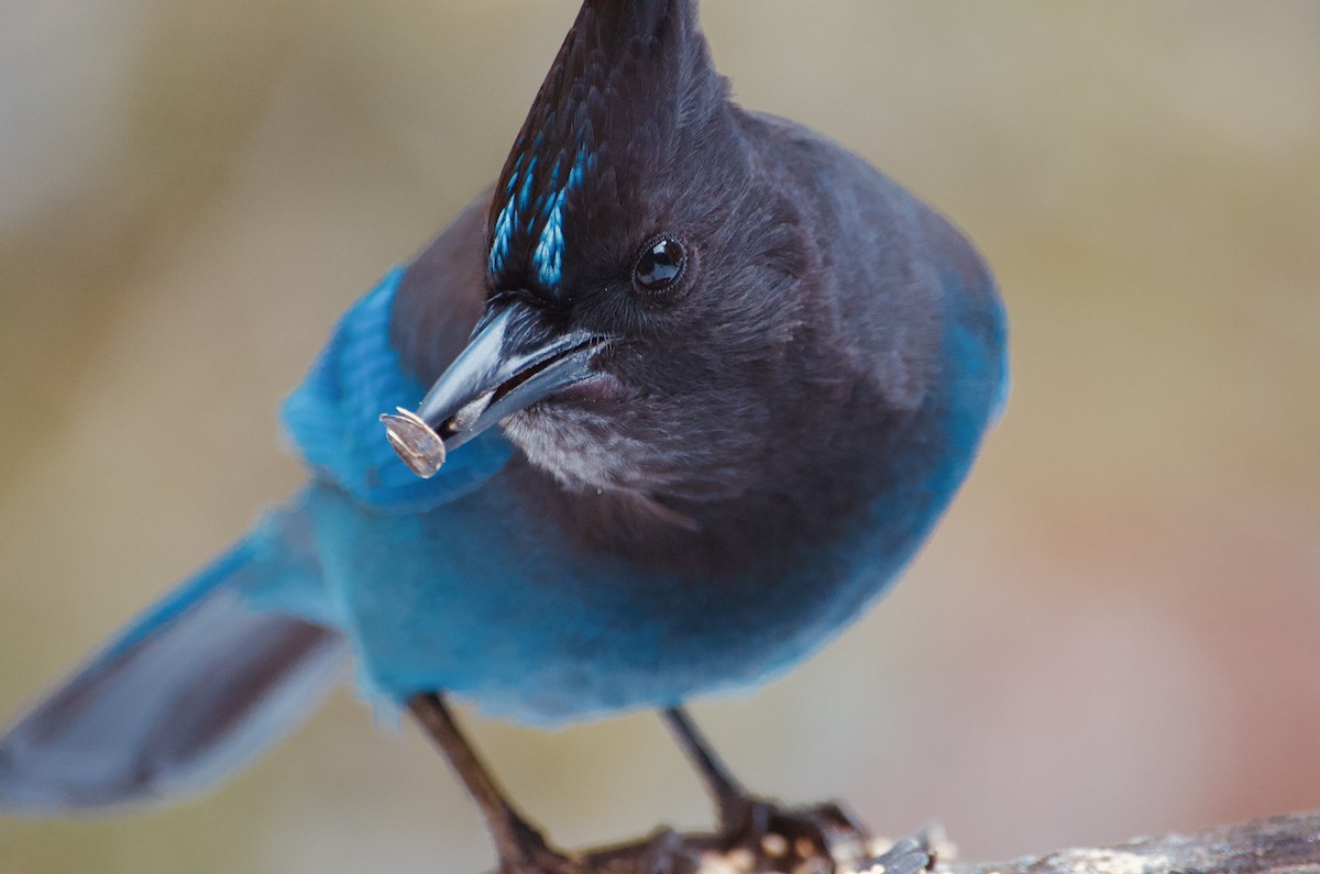 Steller's Jay - ML617118913